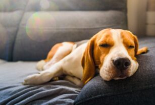 Perro siesta pirotecnia