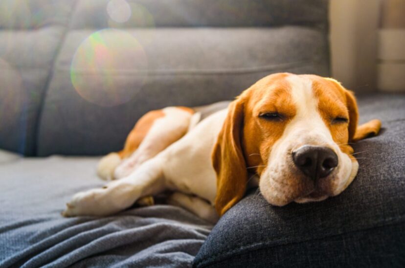 Perro siesta pirotecnia