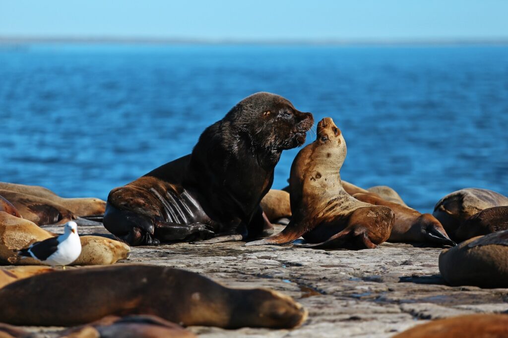 Puerto Madryn
