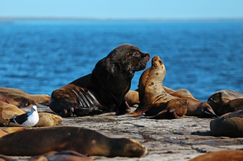 Puerto Madryn