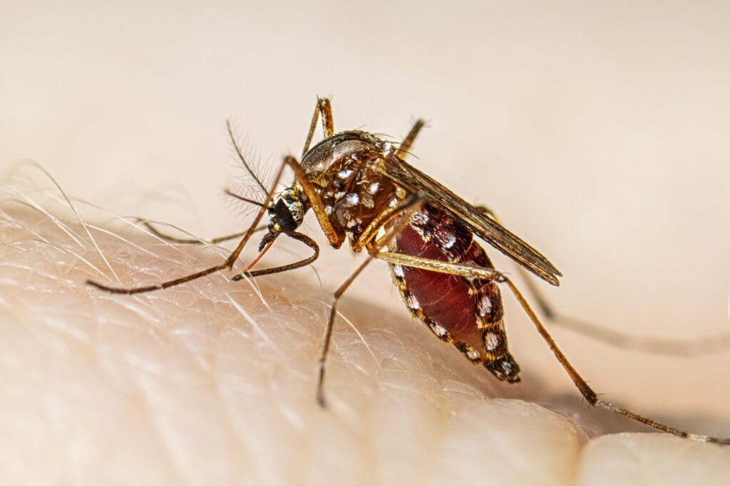 dengue vacuna