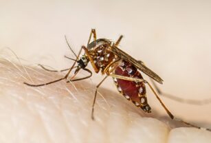 dengue vacuna