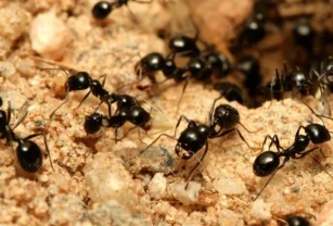 hormigas