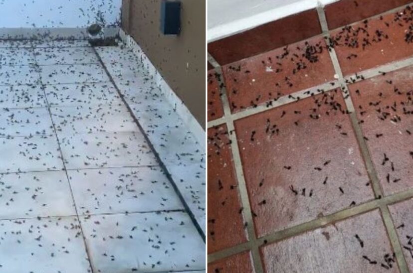 hormigas voladoras