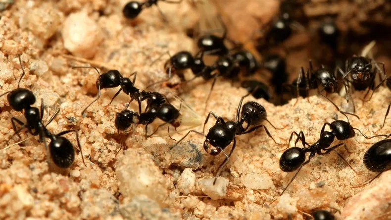 hormigas