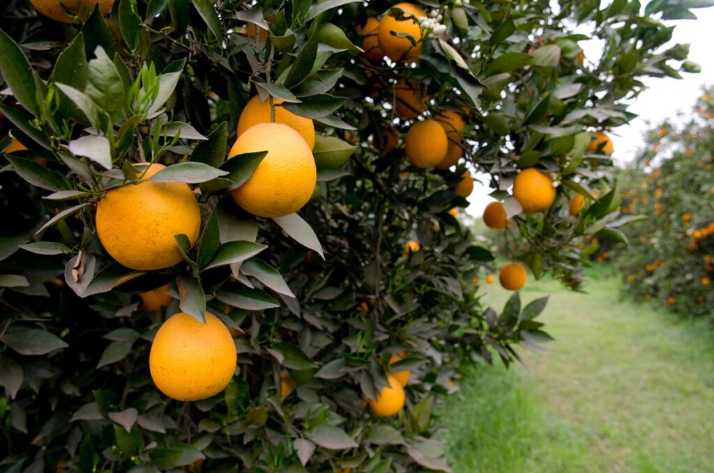 limón ecuador