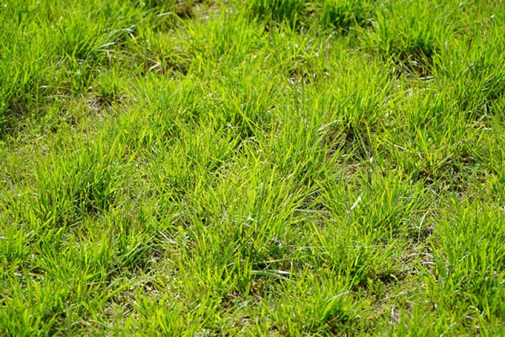 nutrición pasturas