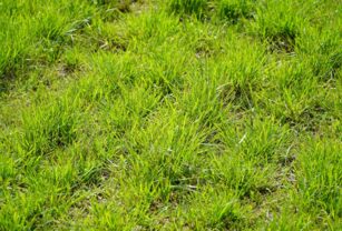 nutrición pasturas