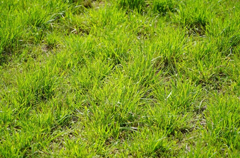 nutrición pasturas