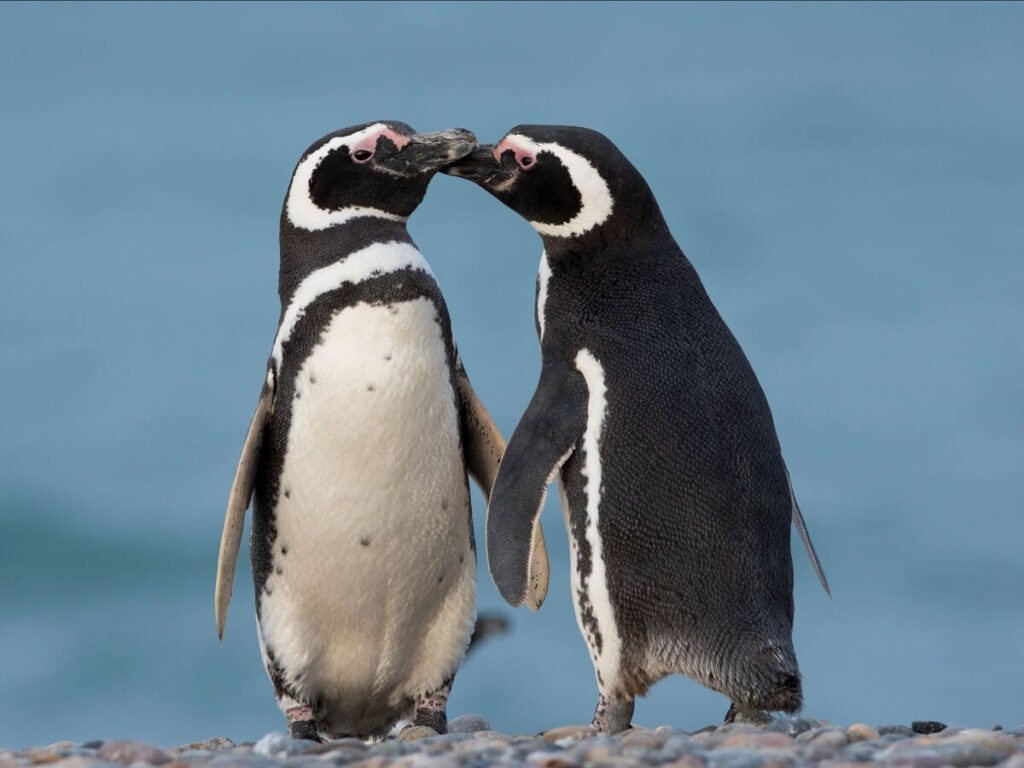 pinguinos
