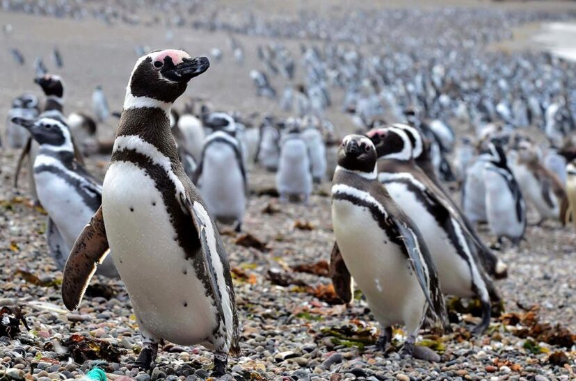 pingüinos