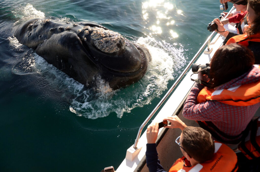 ballenas puerto madryn