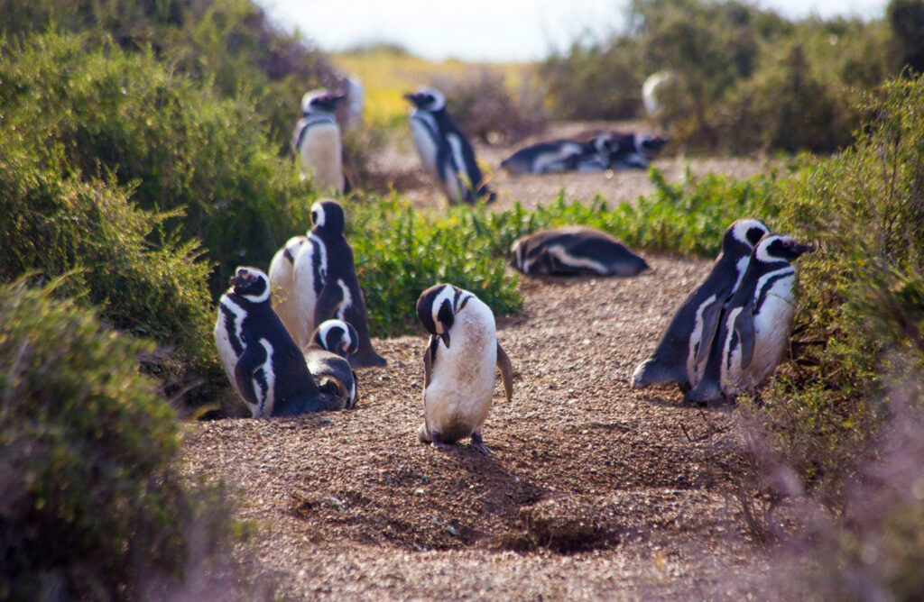 pinguinos