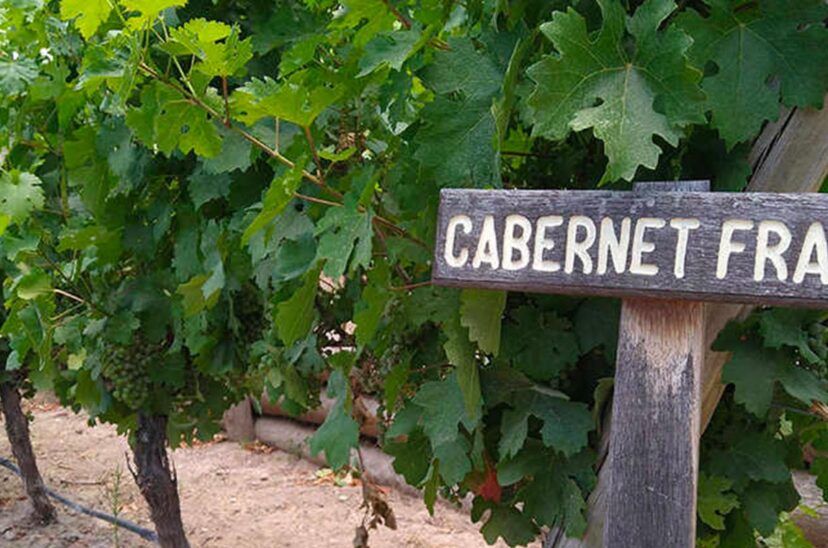 Cabernet franc