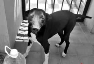 perro