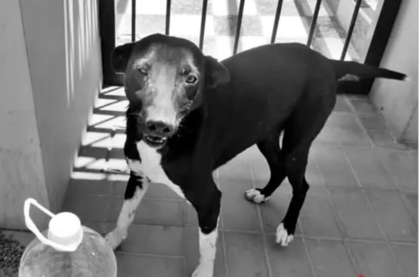 perro