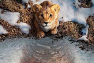 Mufasa gnula