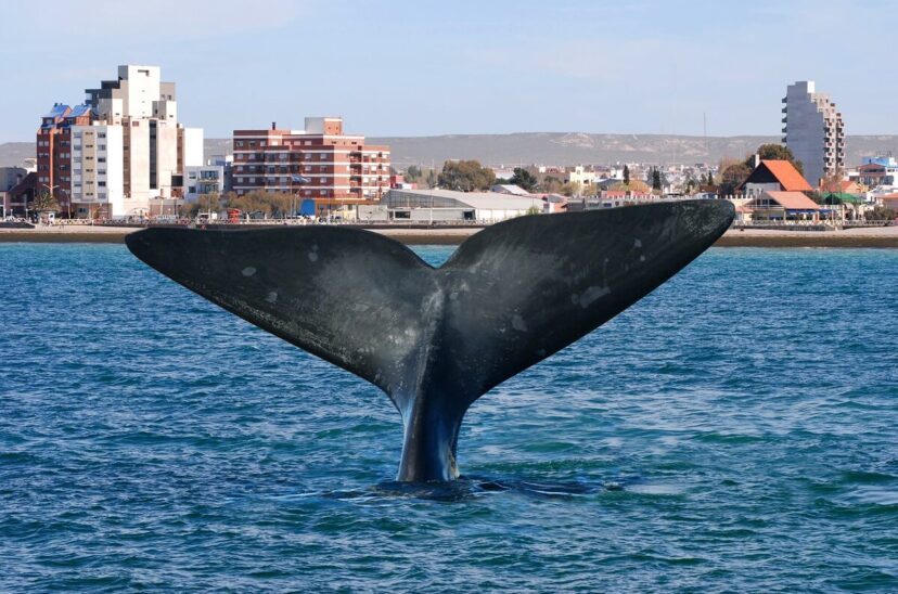 Puerto Madryn Ballena