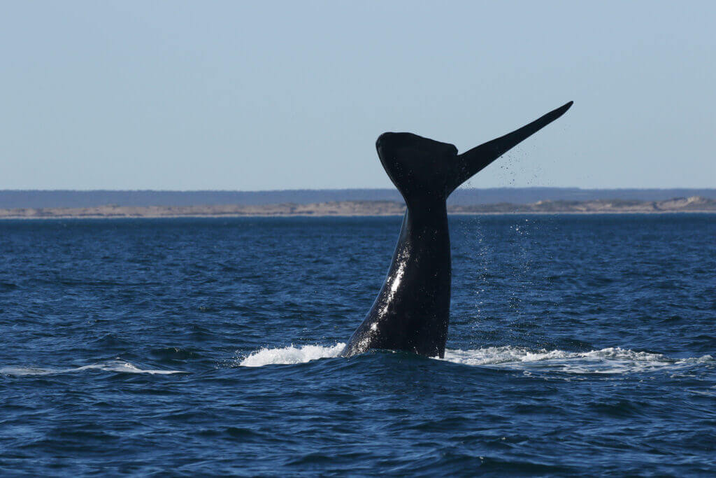 ballena