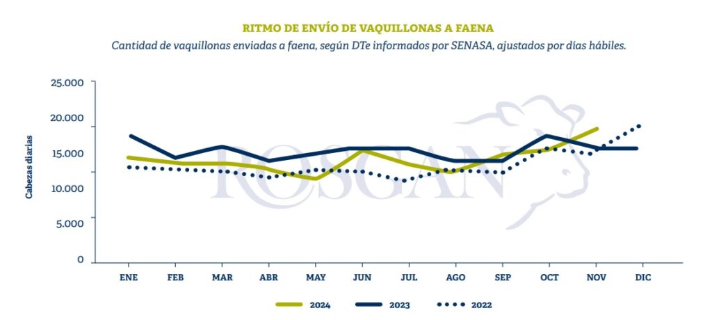 faena hembras stock bovino