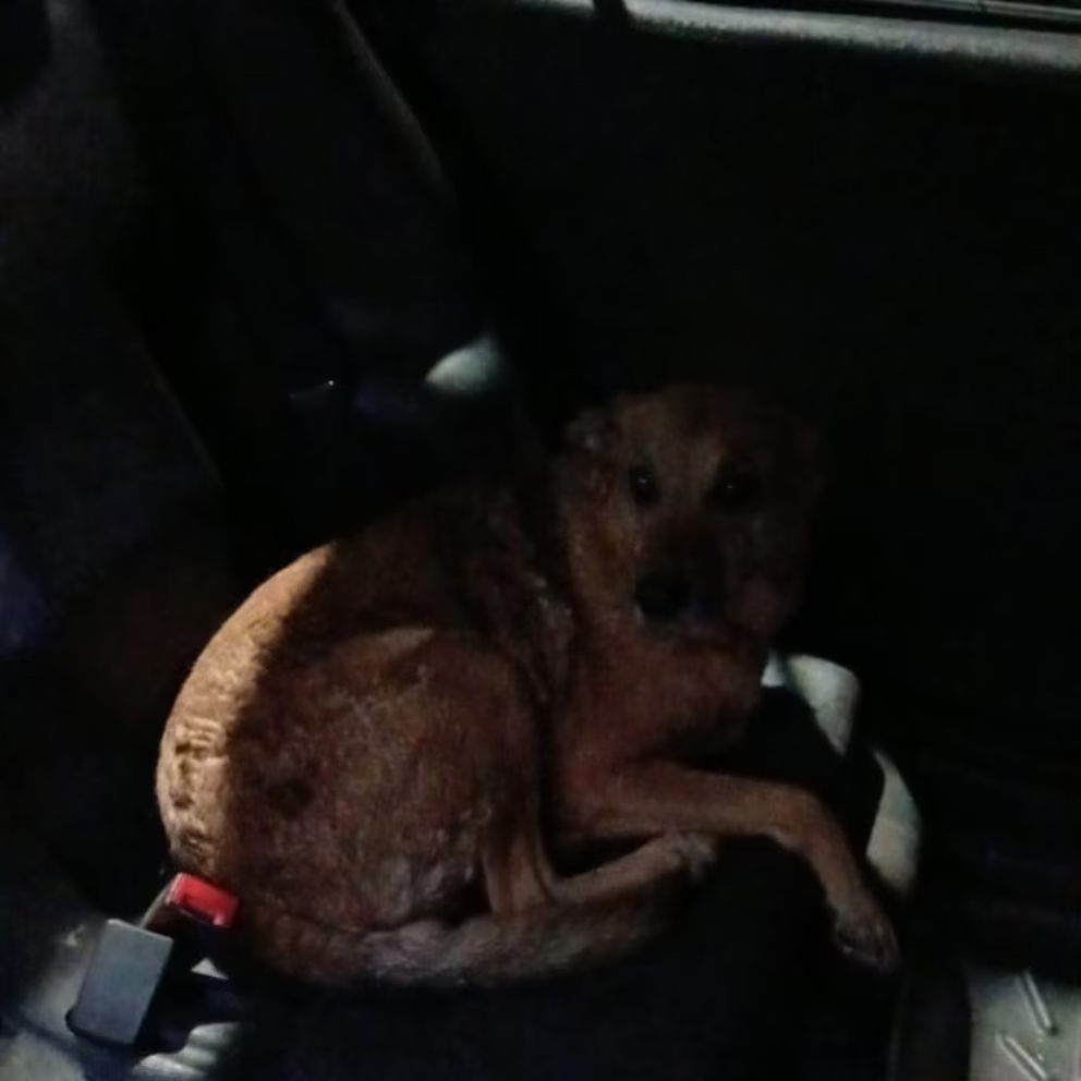 perro encerrado en un auto rosario