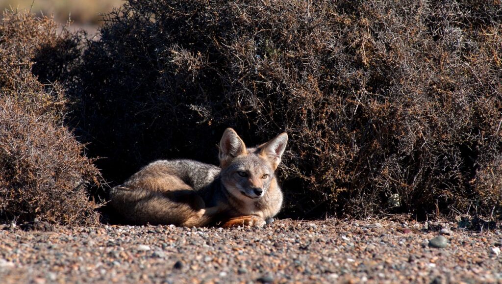 zorro de Puerto Madryn