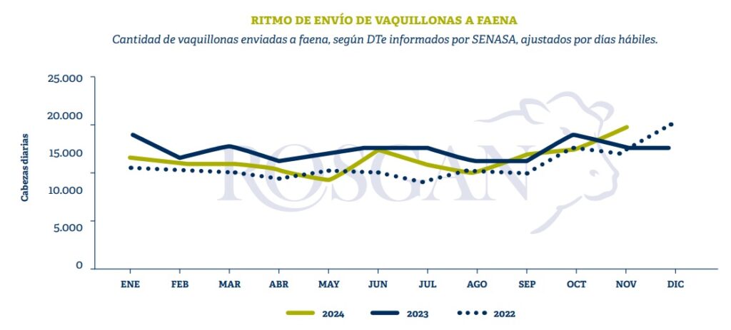 ritmo faena vaquillonas