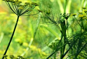 Hierba ancestral medicinal