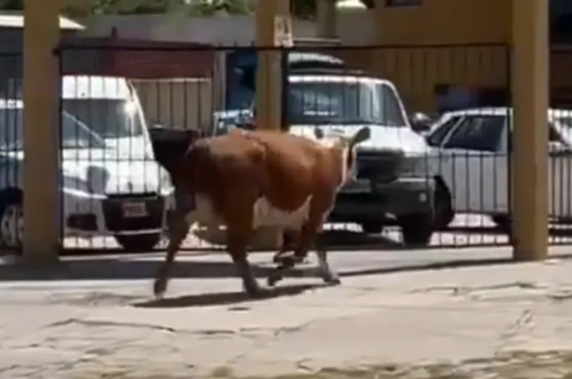 Vaca temperley