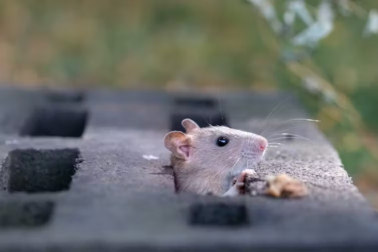ratas