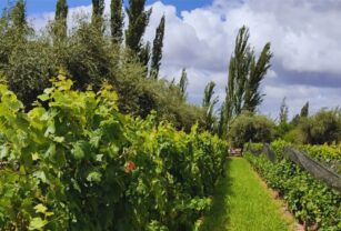 agricultura regenerativa