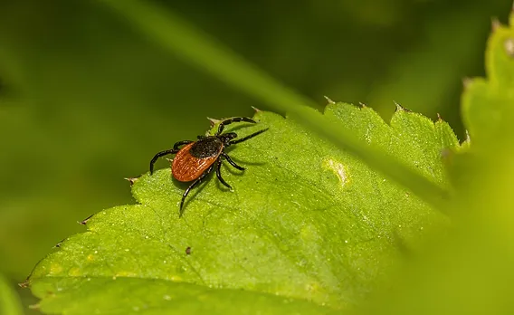 garrapata