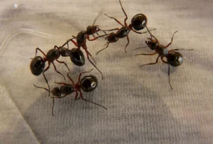 hormigas