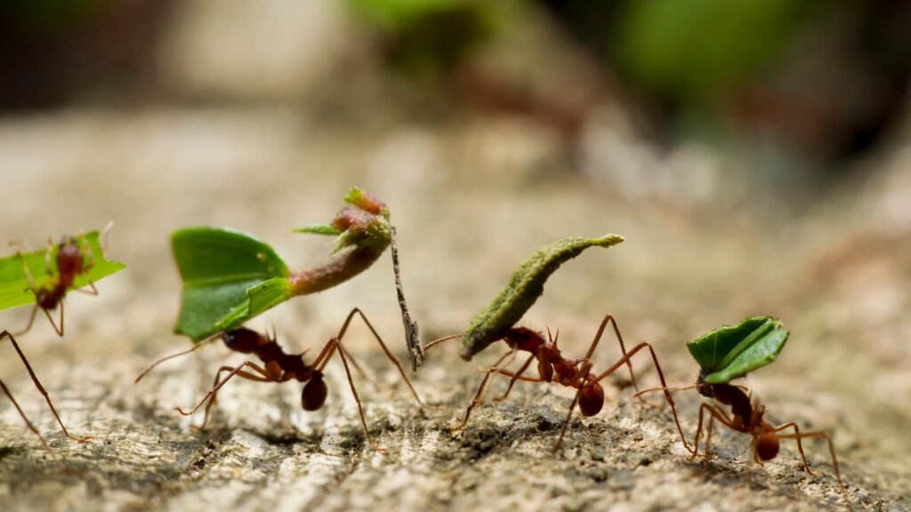 hormigas