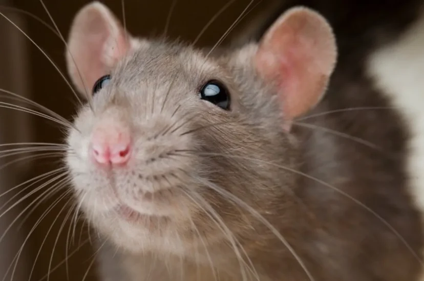 Ratas