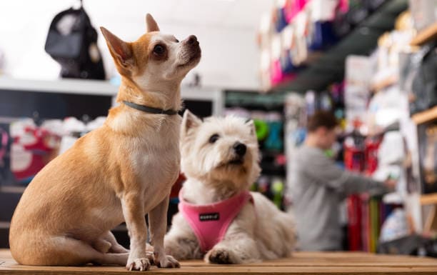 Cuenta DNI Pet Shop Descuento