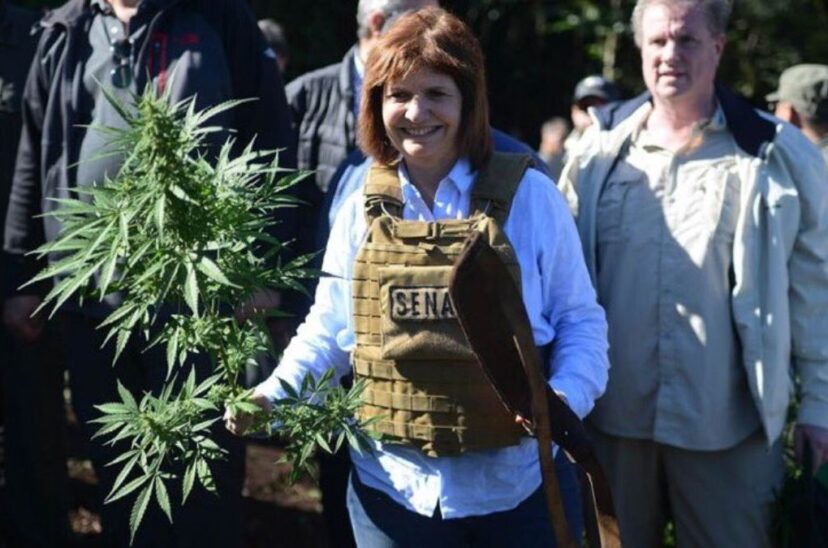 Cannabis