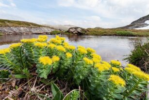 Rhodiola rosea hierba medicinal salud