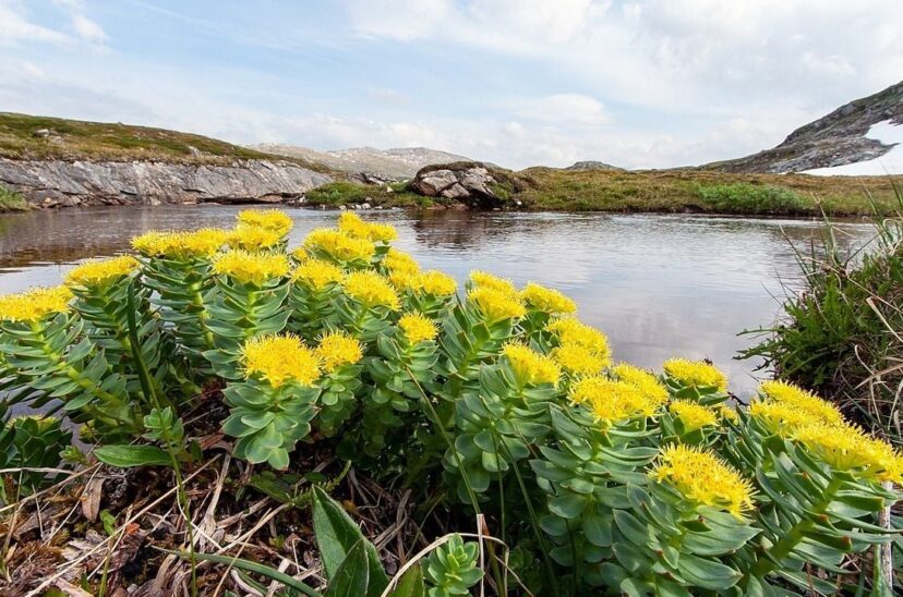 Rhodiola rosea hierba medicinal salud