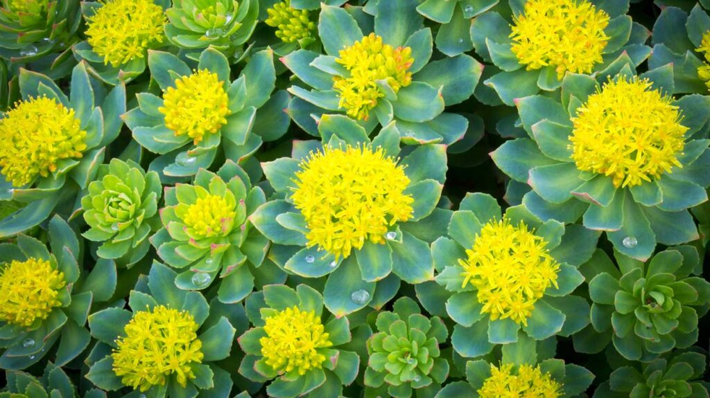 Rhodiola rosea hierba medicinal salud