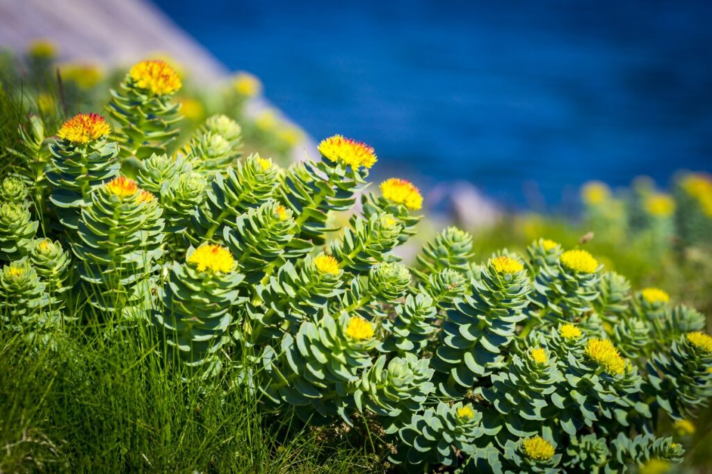 Rhodiola rosea hierba medicinal salud