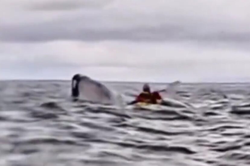 Ballena jorobad engullendo a un joven