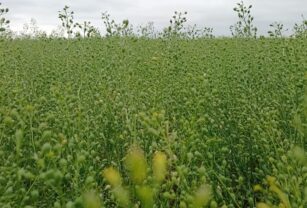 camelina