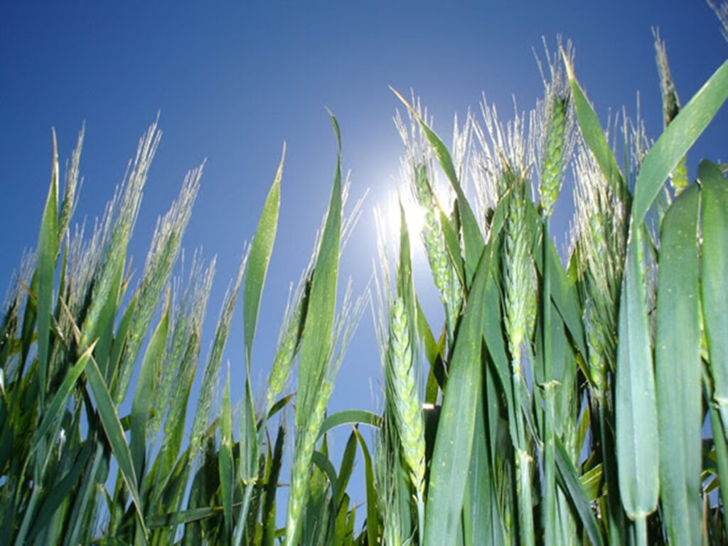 fertilidad cultivos trigo