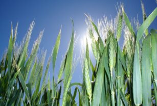 fertilidad cultivos trigo