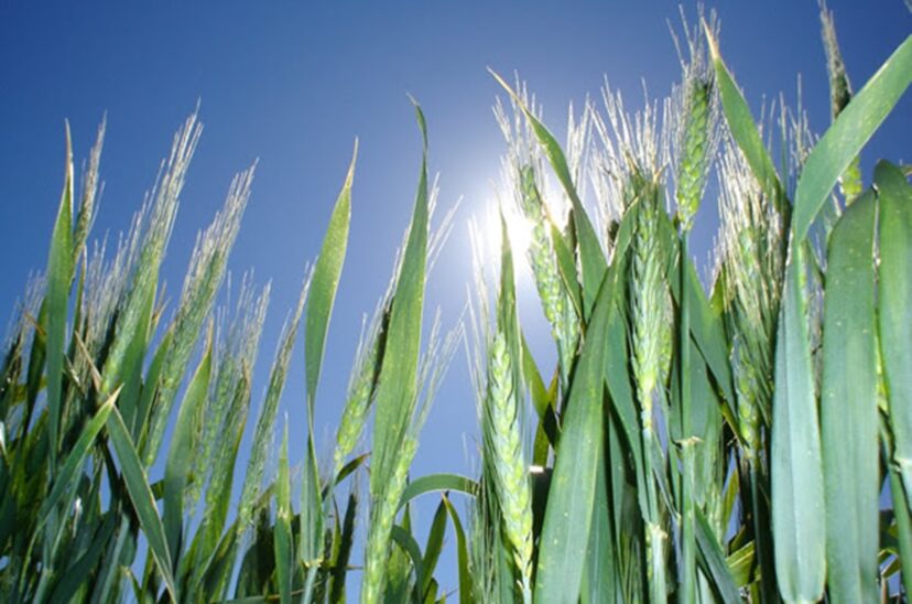 fertilidad cultivos trigo