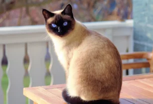 Día del Gato