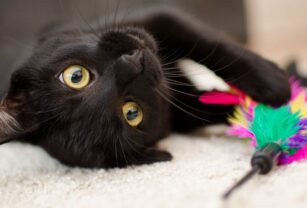 Día del gato