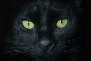 Día del Gato