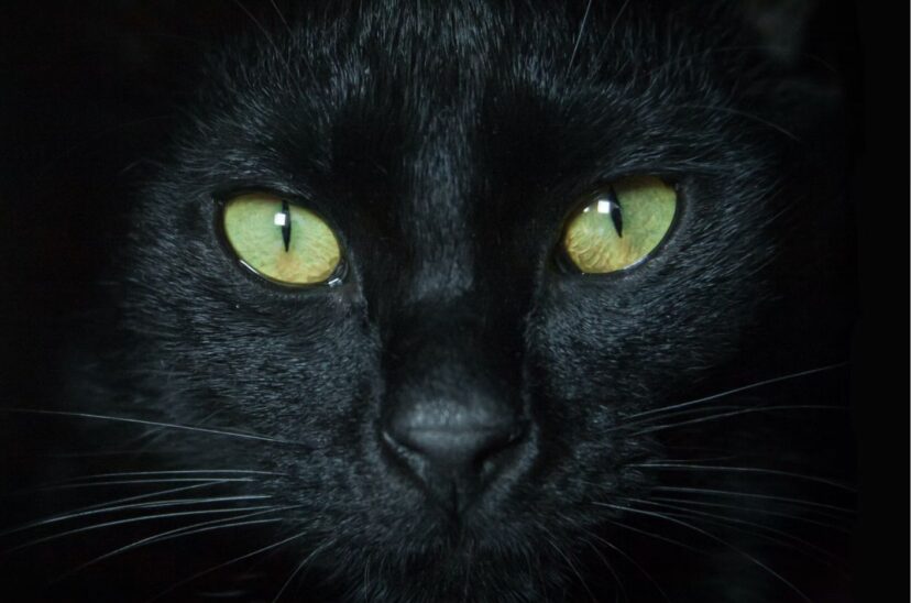 Día del Gato